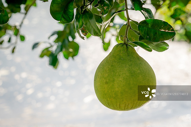 农业园中有机葡萄柚或柚子，树上水果，香甜可口的葡萄柚待售，健康新鲜多汁，阳光照耀叶片图片素材