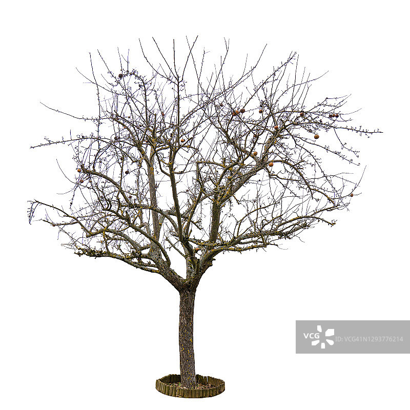 白色背景下的独立枯树图片素材