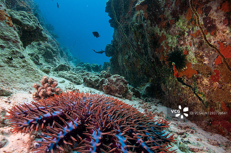 棘冠海星（Acanthaster属）图片素材