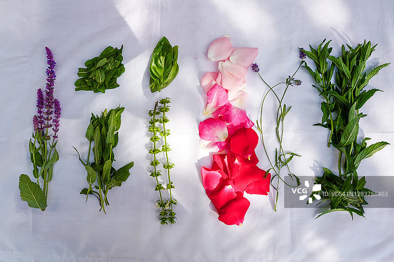 新鲜采摘的药用植物扁平风格图图片素材