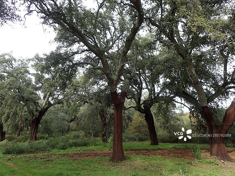 软木橡树，西班牙安达卢西亚科斯坦蒂娜图片素材