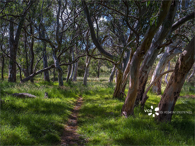 澳大利亚维多利亚州Braeside公园内的观景点图片素材