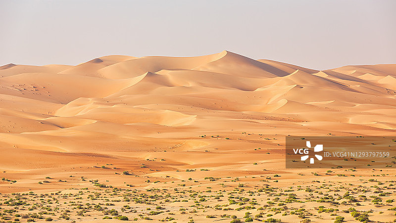 阿布扎比沙漠绿洲植被全景图片素材