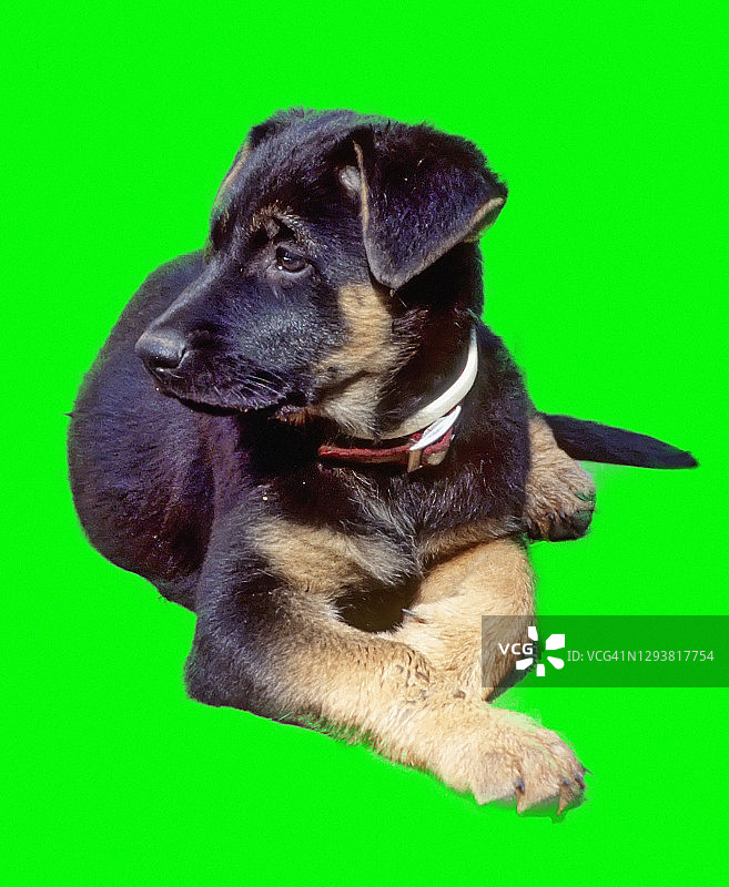 绿幕上的德国牧羊犬幼犬图片素材
