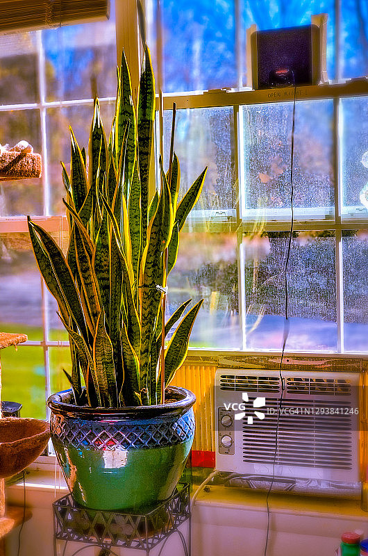 虎尾兰图片素材