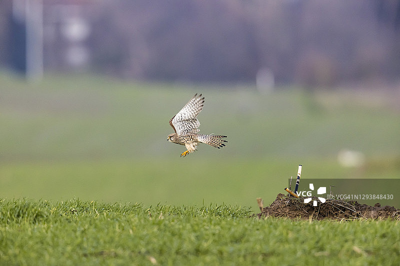 飞翔的红隼图片素材