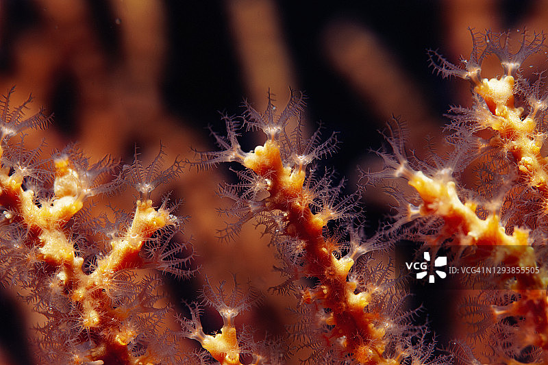 潜水员视角下的橙色柳珊瑚图片素材