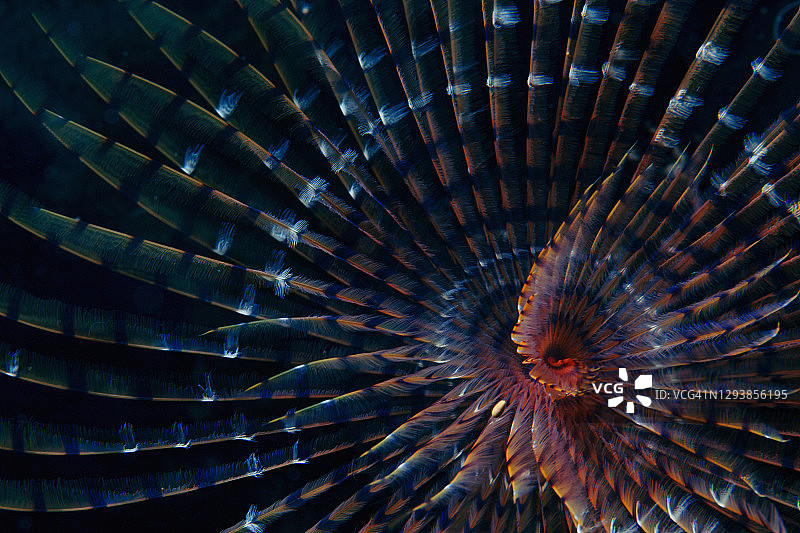 海底生物：螺旋管虫，水下美景，水肺潜水员视角图片素材