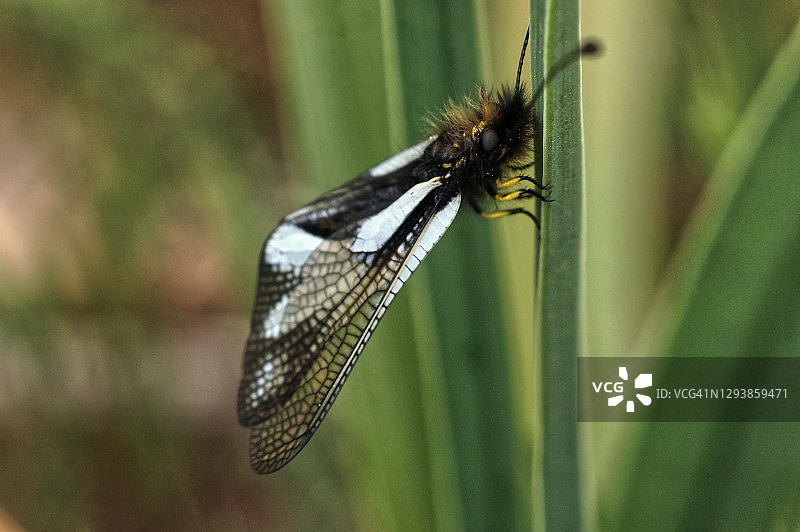 Libelloides coccajus (硫磺草蛉)图片素材