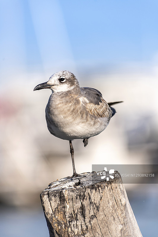 海鸥站在墨西哥玛雅海岸的码头柱子上图片素材