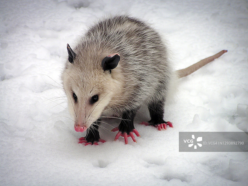 雪地里的弗吉尼亚负鼠图片素材