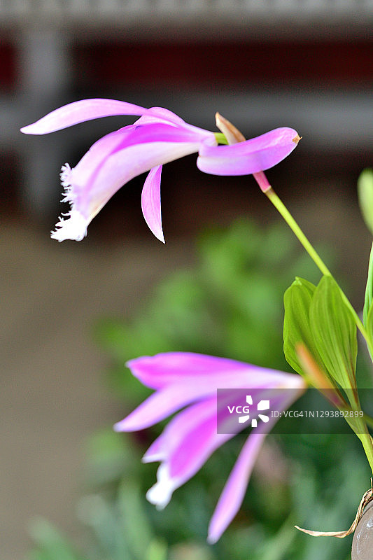 台湾槽舌兰图片素材