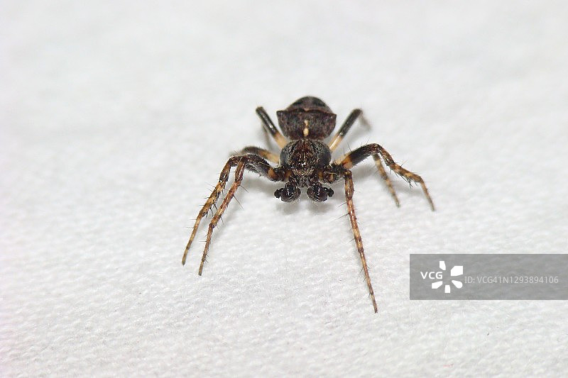 吉巴环蛛图片素材