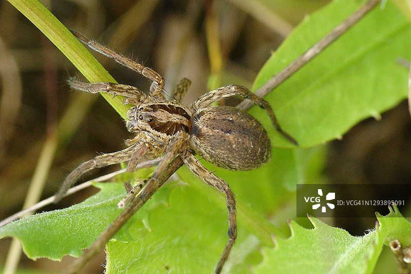 辐射狼蛛图片素材