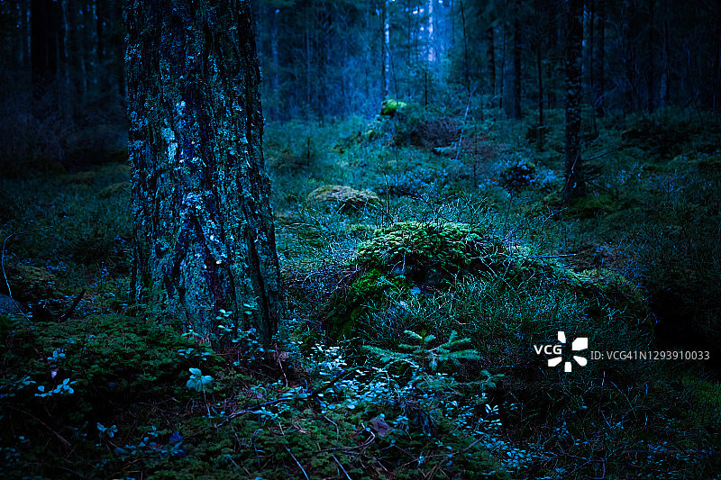 黄昏时分，针叶林中带有光照的苔藓和树木图片素材