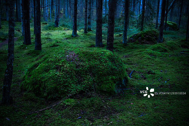 冬季黑暗针叶林中的苔藓岩石图片素材