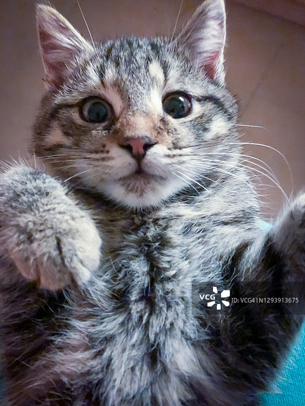 特写：年轻的虎斑猫仰卧图片素材