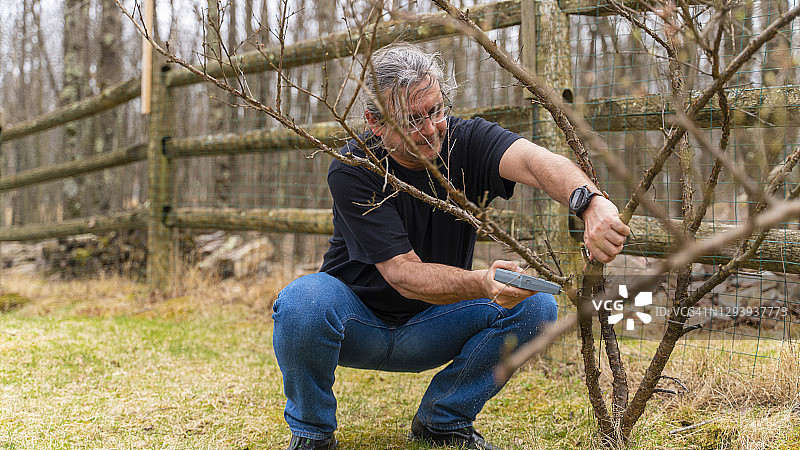 一位50岁成熟男人在春天用锯子修剪花园里的浆果灌木。图片素材