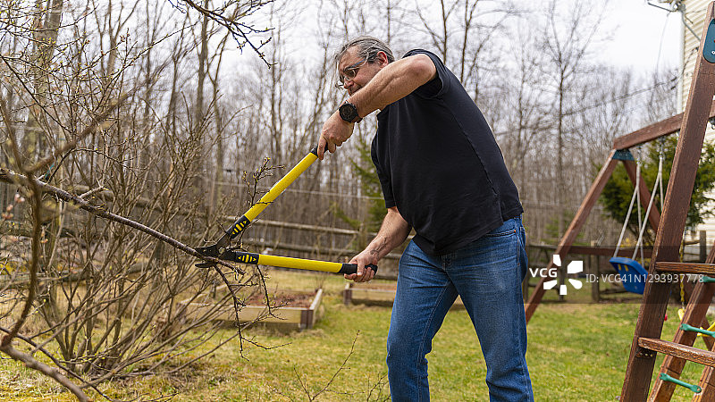 50岁成熟男人在春天用修剪器修剪花园里的浆果灌木图片素材