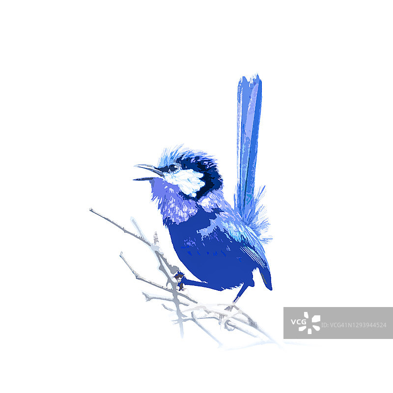 鹪鹩艺术作品图片素材