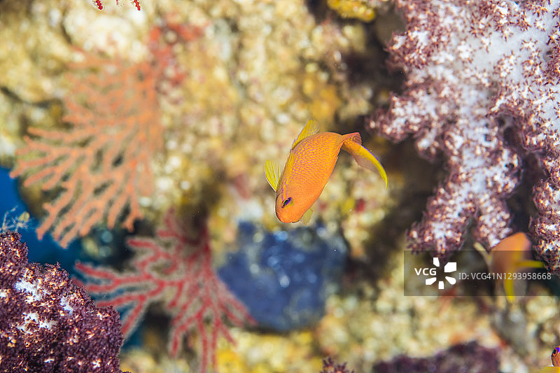 年轻的拟金眼鲷，以软珊瑚为背景图片素材