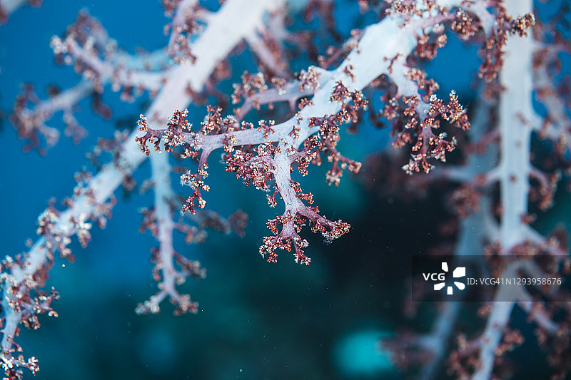 软珊瑚（Dendronephthya gigantea）的树枝图片素材