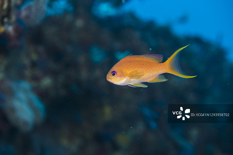 金黄拟花鮨（雌性）图片素材