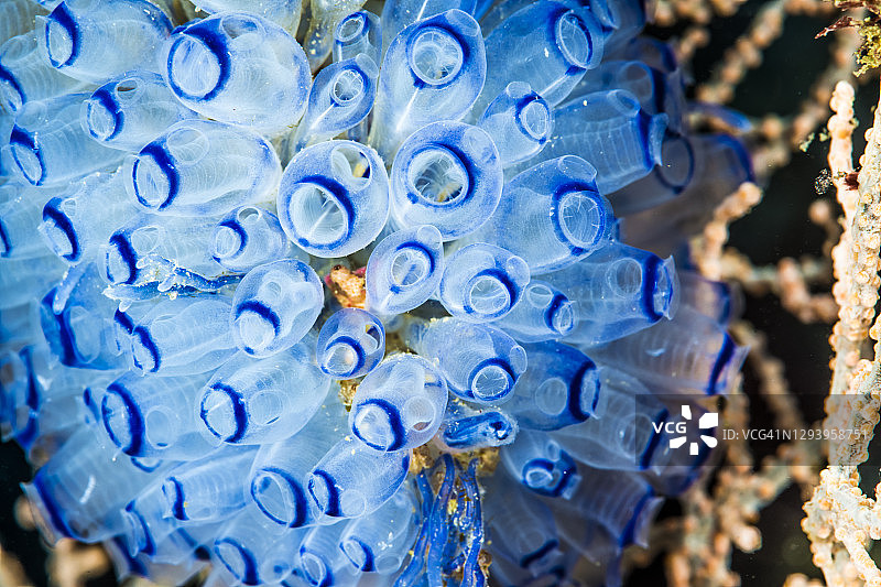 紫色被囊动物（彩虹鞘群海鞘）群落特写图片素材