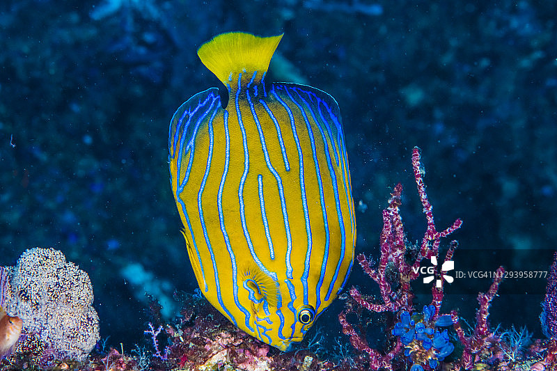 蓝纹神仙鱼在软珊瑚花园进食图片素材
