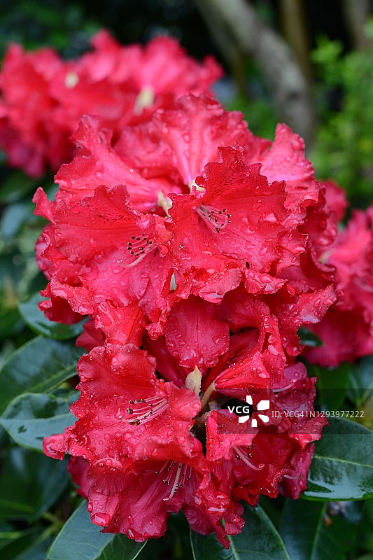 盛开的鲜艳红色杜鹃花图片素材