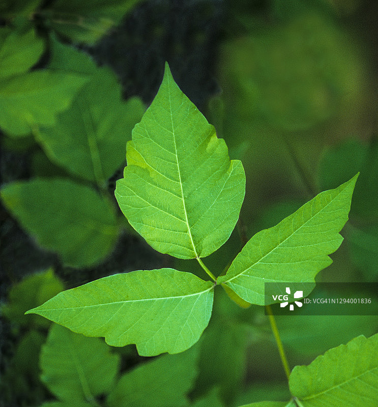 毒葛（Toxicodendron radicans），一种可能引起过敏性接触性皮炎的植物图片素材