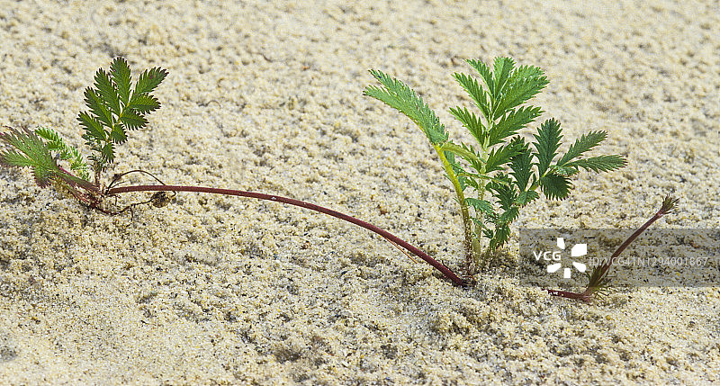 蔓生植物无性繁殖：银花草，密歇根海滩图片素材