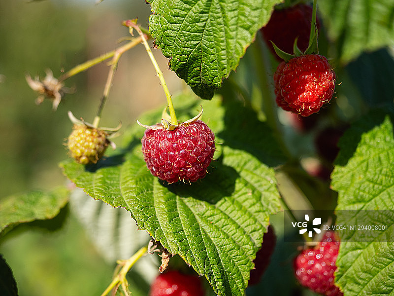 特写：树枝上成熟的红色覆盆子图片素材