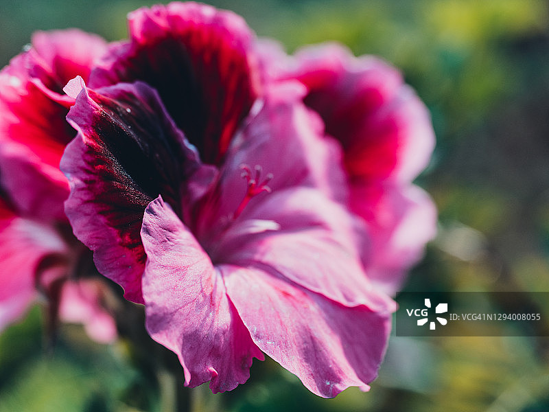 阳光明媚的花园里盛开的亮粉色花朵特写图片素材