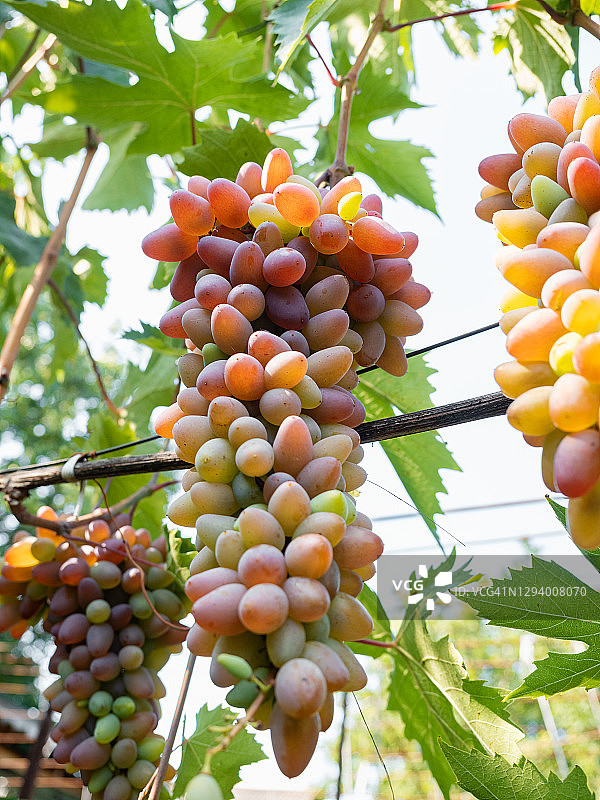 悬挂在葡萄藤上的成串彩色葡萄图片素材