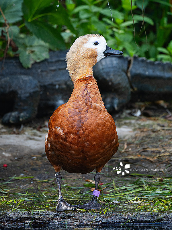 可爱的赤麻鸭看着镜头图片素材