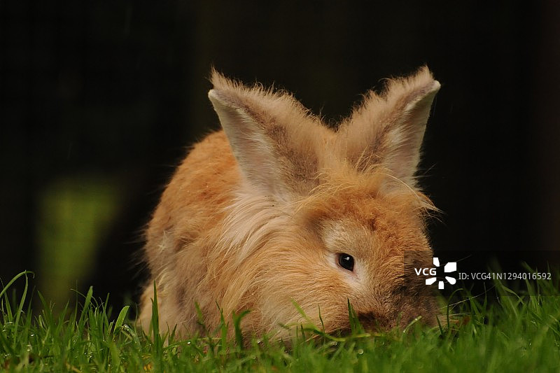 蓬松的兔子图片素材