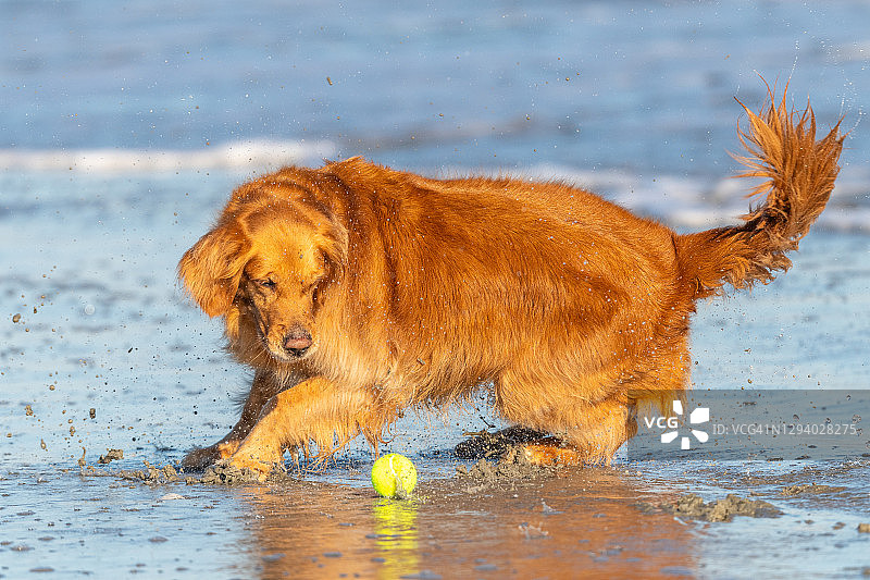 海滩上的金色寻回犬图片素材