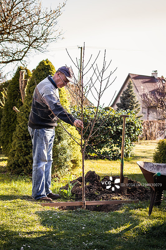 老人种植桃树图片素材