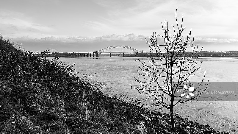 默西河口一侧的孤树图片素材