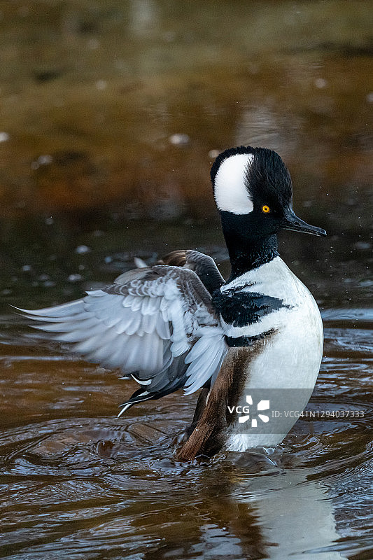 凤头潜鸭系列图片素材