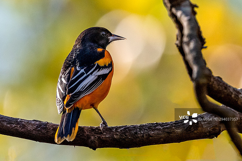 巴尔的摩金莺图片素材