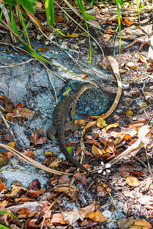 澳大利亚菲茨罗伊岛国家公园的黄色斑点巨蜥图片素材