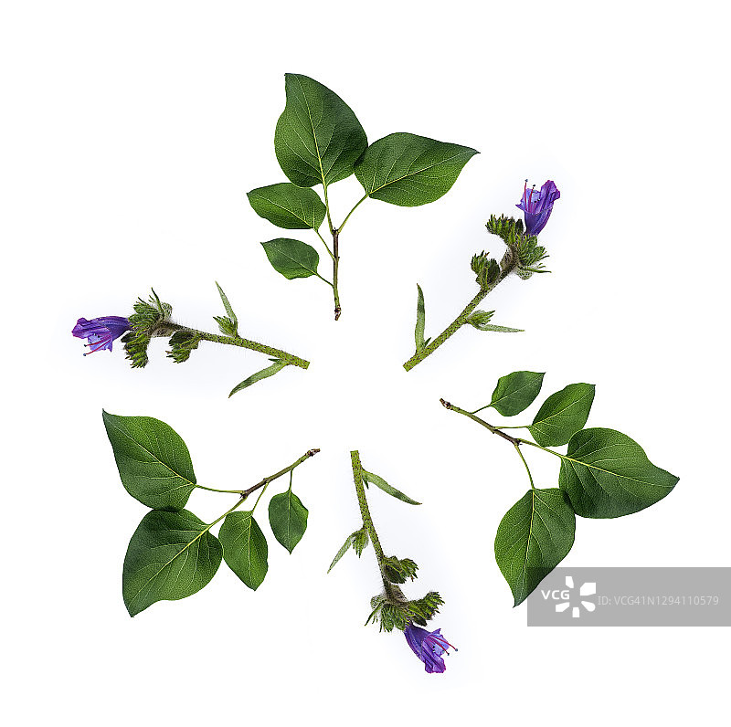 白色背景上绿色树叶和秋季野花树枝圆圈特写图片素材