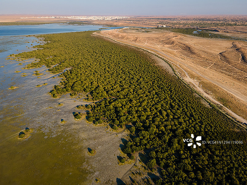 阿联酋乌姆盖万酋长国的红树林海滩和森林图片素材