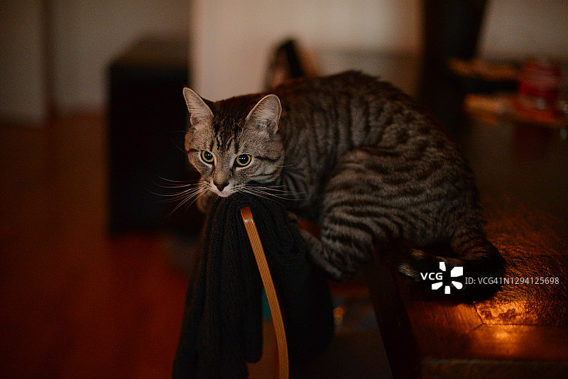 猫咪坐在餐桌上，好奇地看着挂在椅子上的开衫图片素材