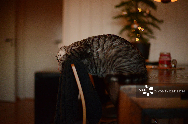 猫咪坐在餐桌上，好奇地看着挂在椅子上的开衫图片素材