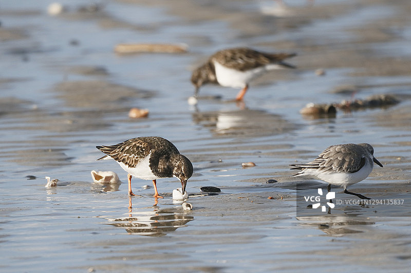 在法国诺曼底的矶鹬图片素材