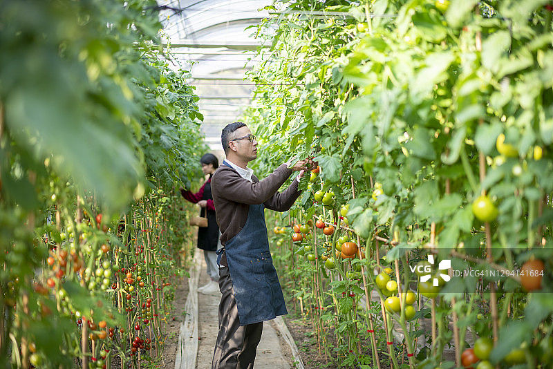 在温室里工作的亚洲青年男子图片素材