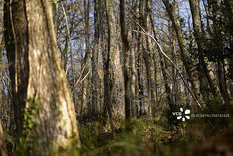 德文郡林地中的树木图片素材